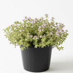 2 Variegated Lemon Thyme Plant Live, 4-6 Inches Tall, Lemon Thyme for Indoor Outdoor Garden