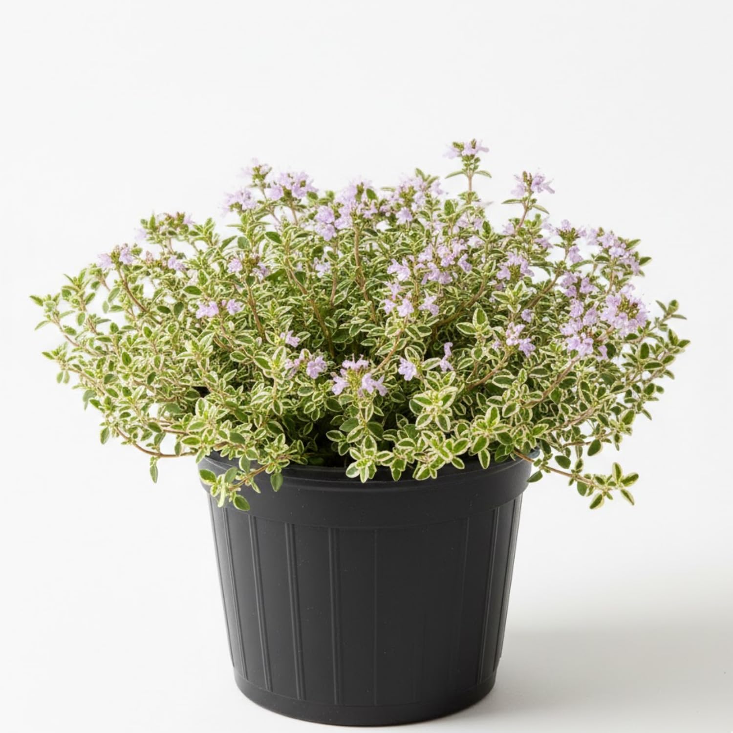 2 Variegated Lemon Thyme Plant Live, 4-6 Inches Tall, Lemon Thyme for Indoor Outdoor Garden