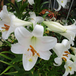 3 Large White Lily Bulbs, 4-6 Inch, White Lilies Bulbs, Flowering Bulb for Outdoor Garden Beds and Containers