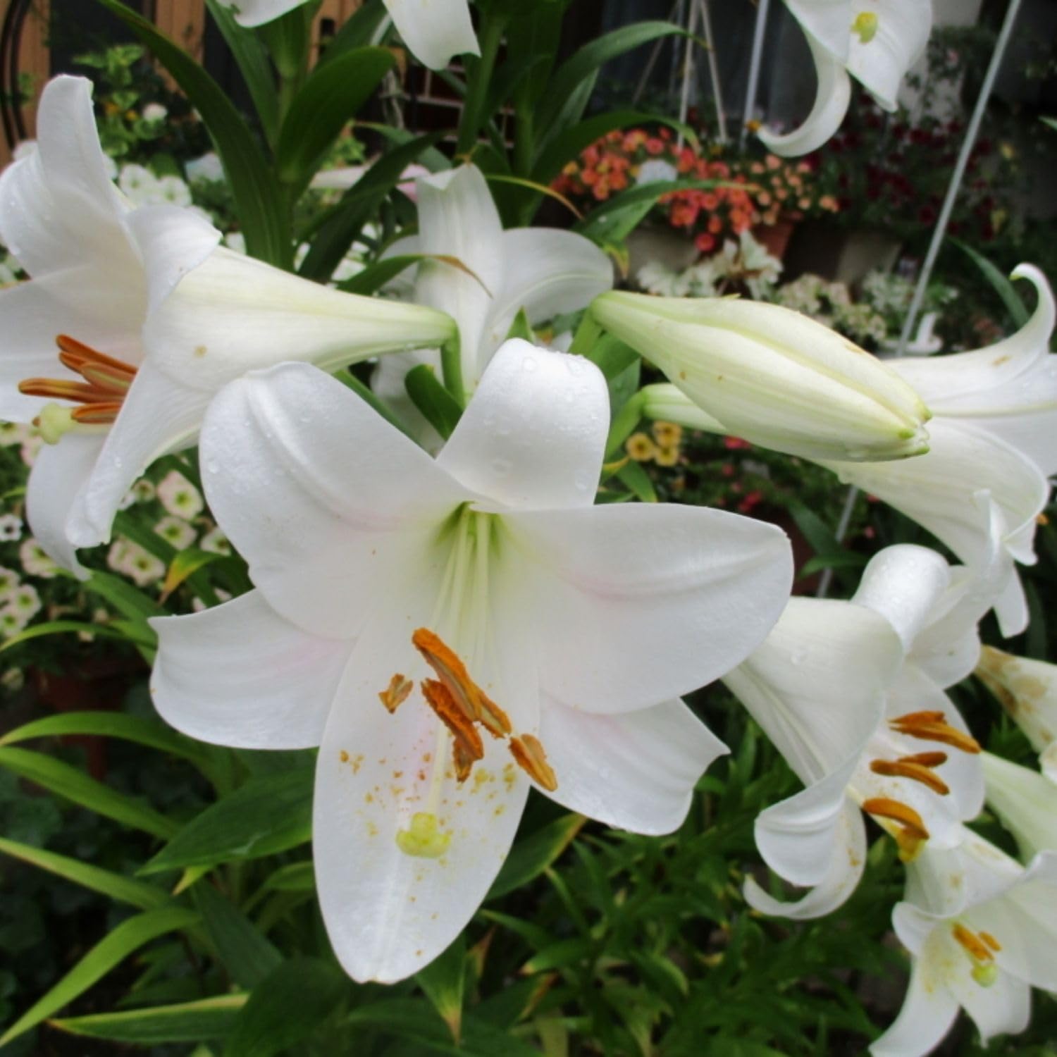 3 Large White Lily Bulbs, 4-6 Inch, White Lilies Bulbs, Flowering Bulb for Outdoor Garden Beds and Containers
