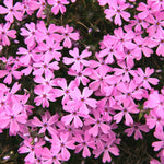 Pack 3 Creeping Phlox Plants Live, 5-9 Inches, Perennial Creeping Phlox Ground Cover Outdoor Garden (Pink)