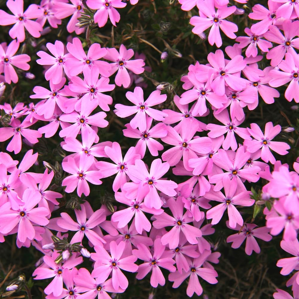 Pack 3 Creeping Phlox Plants Live, 5-9 Inches, Perennial Creeping Phlox Ground Cover Outdoor Garden (Pink)