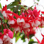 2 Fuchsia Plants Live, Live Fuchsia Plants, 3 to 5 Inches Tall, Red White Flower Plant, 4 to 6 Inc Tall