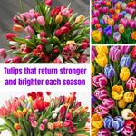 25 Tulip Bulbs for Spring Planting, Mix Large Tulip Bulbs for Fall Planting, Flower Bulbs