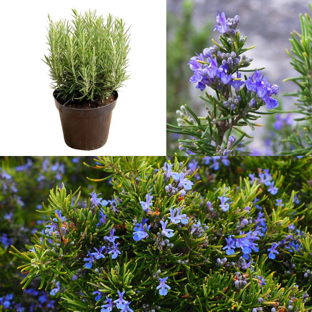 6 Rosemary Plants Live, Edible, Hardy Herb for Container and Garden Planting from 5 Inch Tall