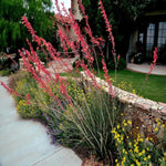 Red Yucca Plant Live, Succulent Live Plant, 1 Potted Plant 4-8" Tall, in 4" Pot, Hardy Yucca Live for Outdoor Landscaping
