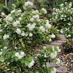 2 Double Jasmine Live Plants, Fragrant Flowering Shrubs, 4-6" Tall