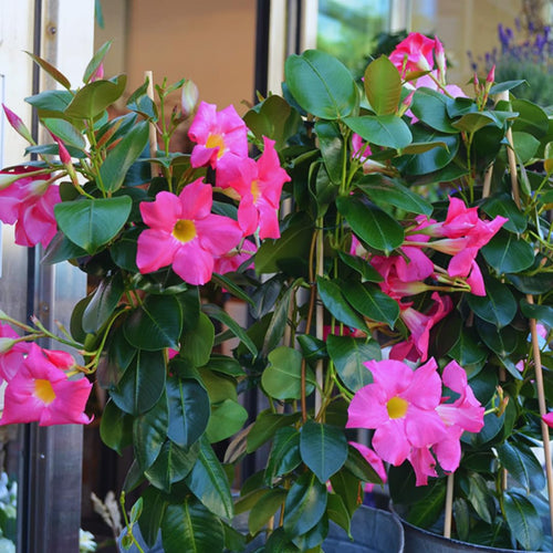 2 Pink Mandevilla Bush Plants, 5 to 7 Inc in Height, Mandevilla Live Plant, Mandevilla Plants Live