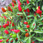 Set 2 Pequin Pepper Chili Plants, 120 Days Old, Hot Red Pepper Plant, Live Peppers for Planting Indoor, Outdoor