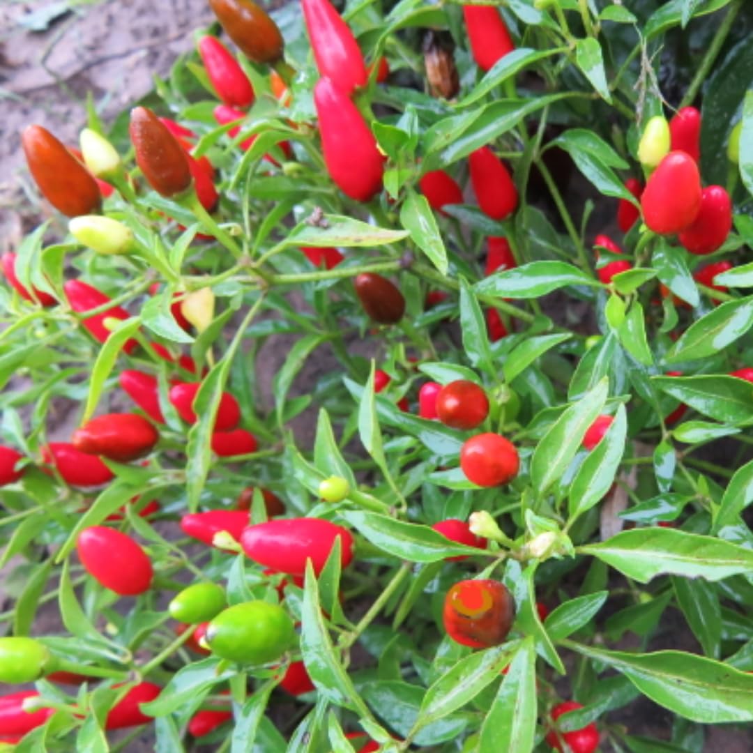 Set 2 Pequin Pepper Chili Plants, 120 Days Old, Hot Red Pepper Plant, Live Peppers for Planting Indoor, Outdoor