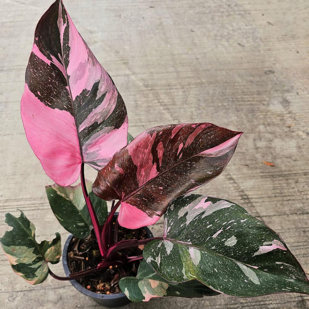Variegated Philodendron Live Plant 4-8 Inches, Rare Indoor Houseplants for Container Growing (Pink Variegated Philodendron)