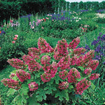 Reblooming Hydrangea Flowers, Hardy Hydrangea Plant Live Bush Shrub, 5-8" Tall Well-Rooted for Garden, Change Colors (Ruby Hydrangea)