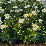 Set 3 Daisy Live Plants 5-8 Inches Well Rooted, White Perennial Flowering Daisies, Indoor Outdoor Garden
