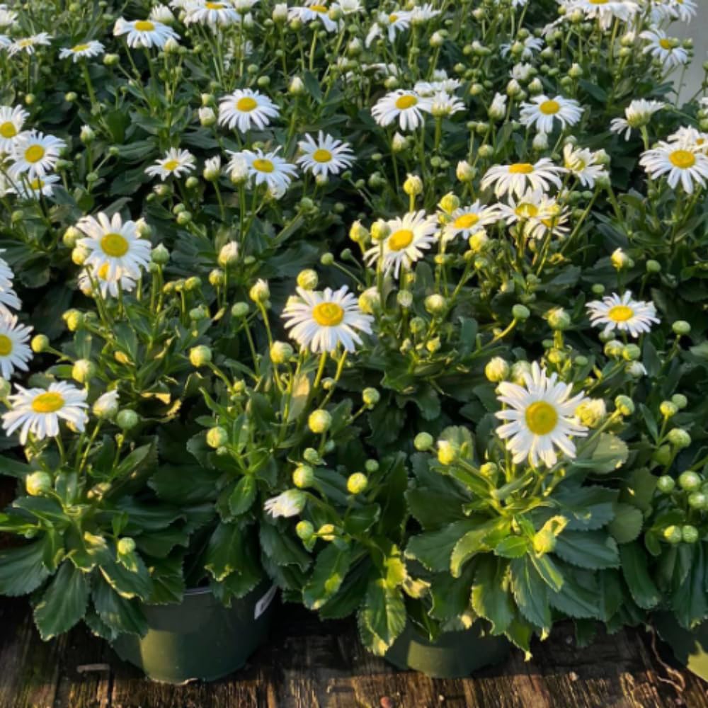 Set 3 Daisy Live Plants 5-8 Inches Well Rooted, White Perennial Flowering Daisies, Indoor Outdoor Garden