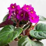 African Violets Live Plant, Assorted African Violet Plant, 3-5 Inches Tall, Vibrant Blooms, Easy Care Indoor Flowering Plants for Home and Office Decoration, Random Color