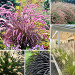 Pack 2 Fountain Grass Plants Live, Ornamental Grasses Live Plants Perennial Potted Plants Ready to Grow, 5-9 Inch Height (Mix Fountain Grass)