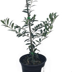 Olive Tree, Arbequina - Live Plant +!