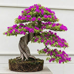 Sets 3 Climbing Bougainvillea Plants Live for Full Sun Trellis Tree, Shrub or Vine Bougainvillea Vibrant Bloom, Very Hardy, 5-9" Tall, Raspberry Ice Vivid Pink