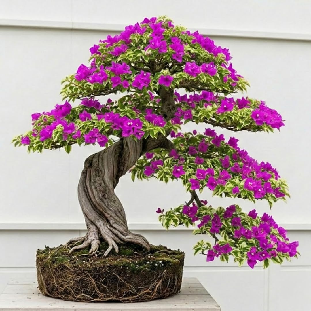 Sets 3 Climbing Bougainvillea Plants Live for Full Sun Trellis Tree, Shrub or Vine Bougainvillea Vibrant Bloom, Very Hardy, 5-9" Tall, Raspberry Ice Vivid Pink
