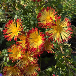 Red Yellow Chrysanthemum Plant, Set 2 Orange Mums Plants Live, Hardy Perennial Mum Live Plant, 3 to 6 Inch Tall Garden Mum Starter Plants for Garden Beds, Containers, Vibrant Fall Blooms, No Pot