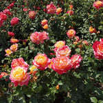 Rose Bush Live Plant, 5-9 Inch Tall, Fragrant Rose Flowers Tree, Well-Rooted Ready to Plant Outdoor Indoor (Peace Rose)