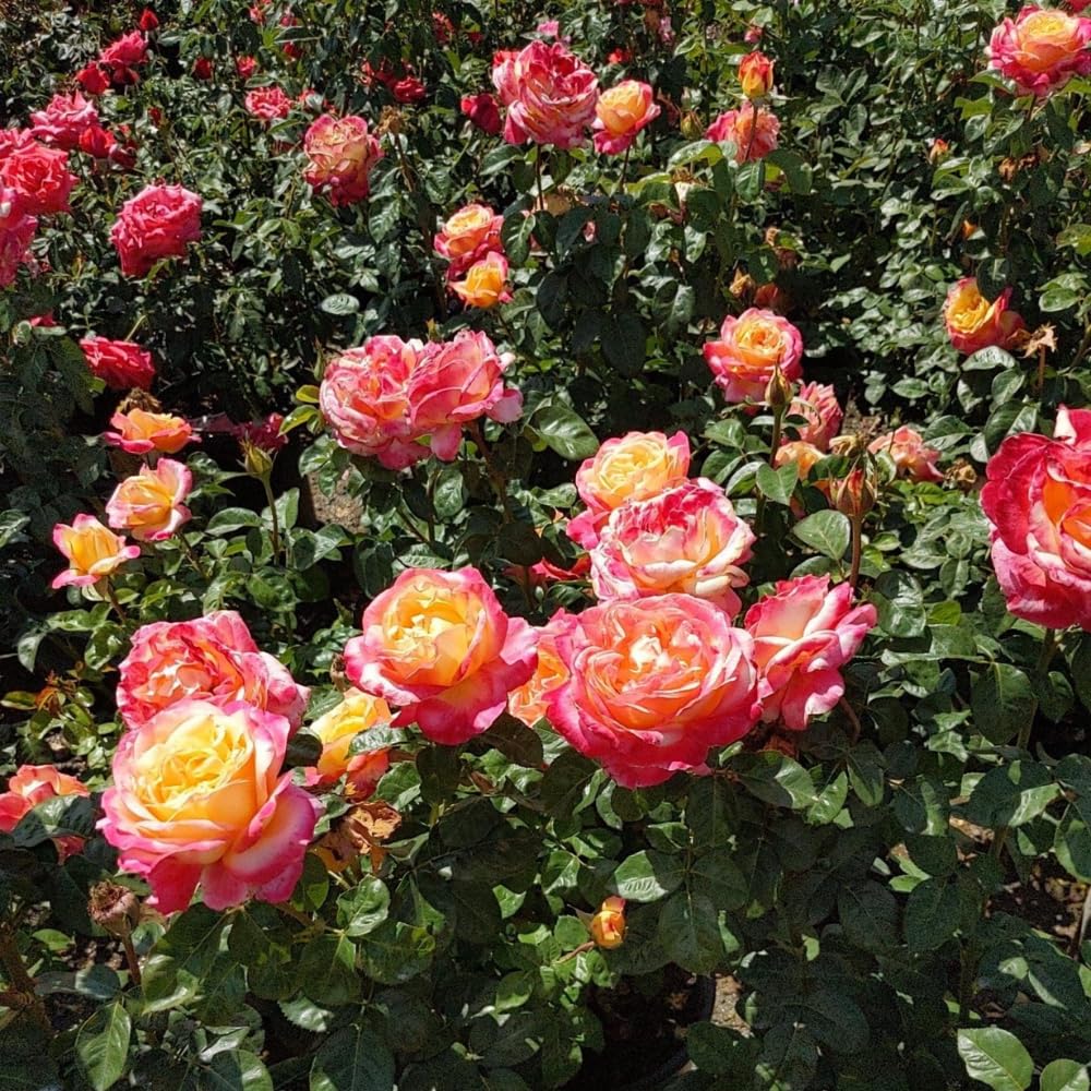Rose Bush Live Plant, 5-9 Inch Tall, Fragrant Rose Flowers Tree, Well-Rooted Ready to Plant Outdoor Indoor (Peace Rose)