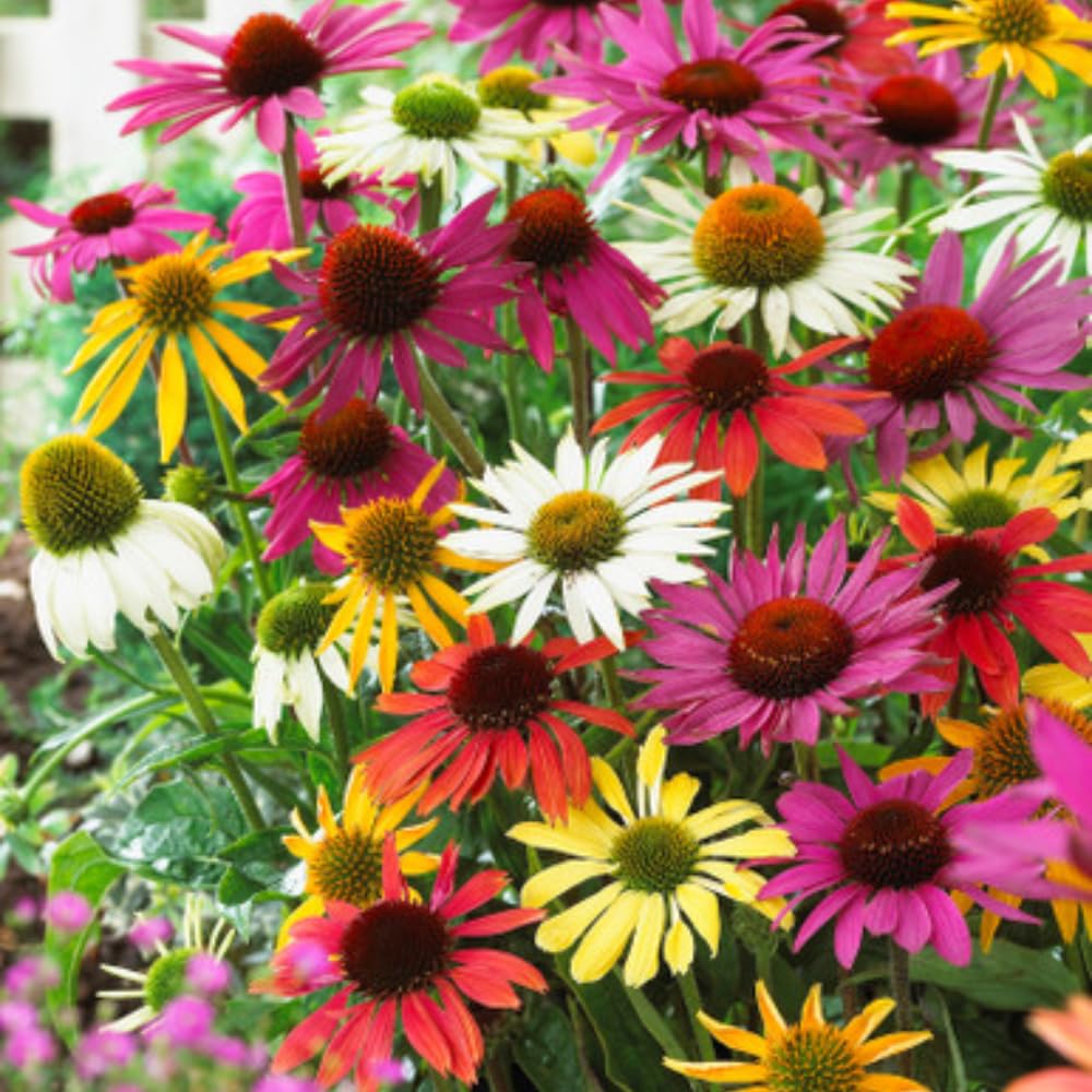 Mixed Echinacea Coneflower Plant, Coneflower Live Plant Perennial 3 Inch Pot