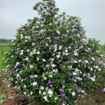 2 Brunfelsia Plants Live, Yesterday Today and Tomorrow Live Plants, 5 to 7 Inches Long, Outdoor Indoor Shrub Flowering Plant