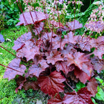 2 Heuchera Live Plants, Coral Bells Heuchera Perennials for Outdoor Garden, Shade Border, Containers, 4-6” Tall Well-Rooted (Purple Heuchera)