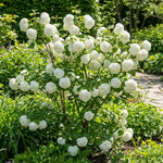 Snowball Viburnum Bush Live Plant in Pot, Snowball Viburnum Tree 9-12 Inches Tall, White Flower for Outdoor Planting
