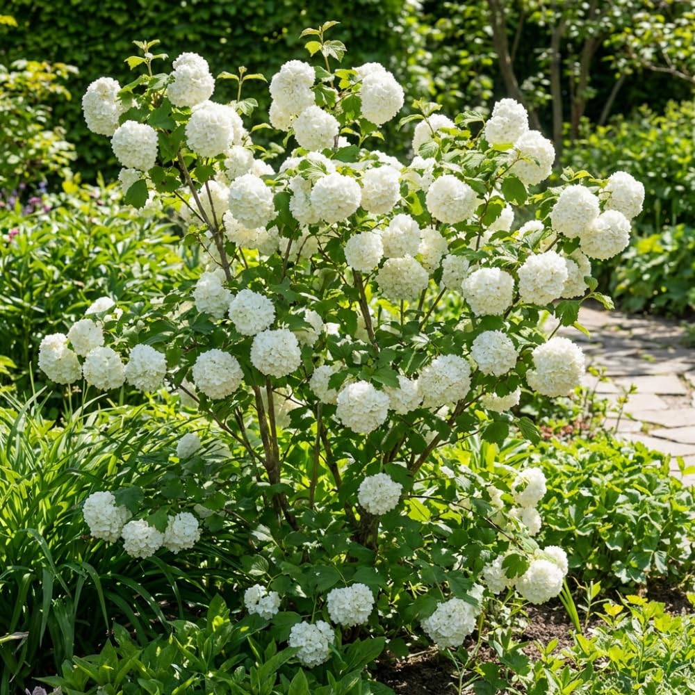 Snowball Viburnum Bush Live Plant in Pot, Snowball Viburnum Tree 9-12 Inches Tall, White Flower for Outdoor Planting