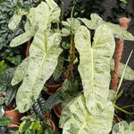 Variegated Philodendron Live Plant, Rare Indoor Houseplant Live Well Rooted 5-7 Inches, Container Growing, Home Office Decor (Variegated Green Philodendron)