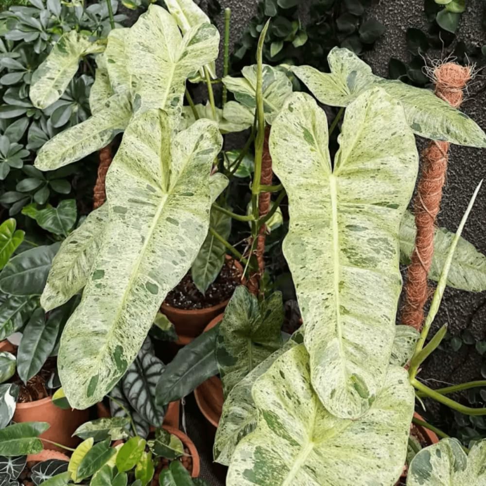 Variegated Philodendron Live Plant, Rare Indoor Houseplant Live Well Rooted 5-7 Inches, Container Growing, Home Office Decor (Variegated Green Philodendron)