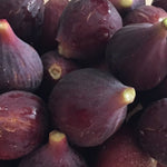 Black Mission Fig, Cold Hardy, LIVE POTTED PLANT, Fruit Tree
