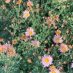 2 Apricot Mums Plants Live, Chrysanthemum Plants Live, 5 to 7 Inc Long, Chrysanthemum Mum Live Plant Gardening