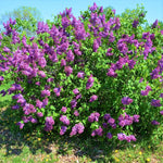 Lilac Plants Live Ready to Plant, 1 to 2 Feet Tall Lilac Shrub, Purple Lilac Tree Live Plant, Purple Lilac Tree