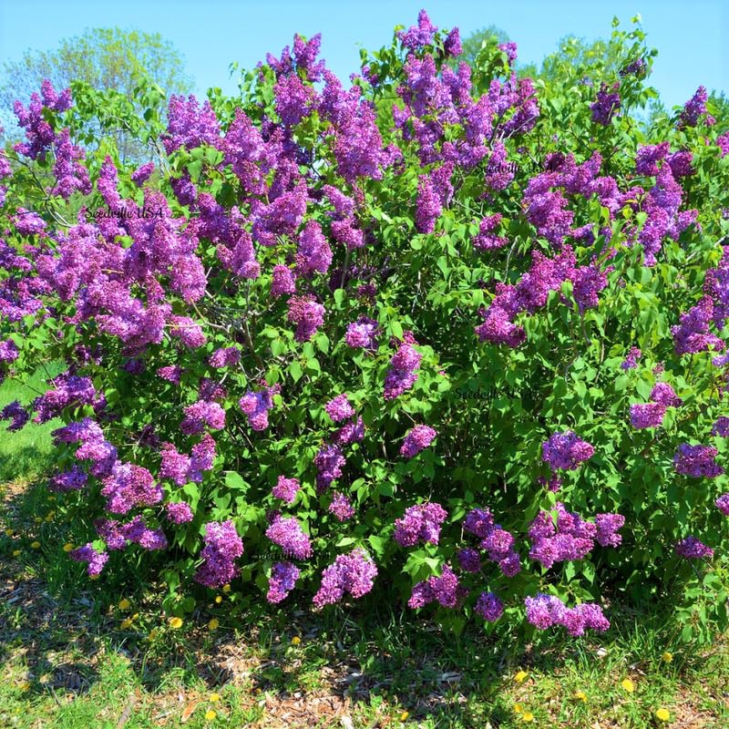 Lilac Plants Live Ready to Plant, 1 to 2 Feet Tall Lilac Shrub, Purple Lilac Tree Live Plant, Purple Lilac Tree