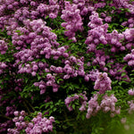 Set 2 Purple Lilac Syringa Plants, Lilac Bushes Live Plant for Planting, 5-10 Inches, Fragrant Lilacs Tree for Garden and Landscape