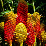 10 Awapuhi Shampoo Ginger Live Plant Rhizomes, Fresh Red Ginger Rhizomes Roots, Pinecone Zingiber Zerumbet Hawaiian Ginger Lily for Zones 8-11