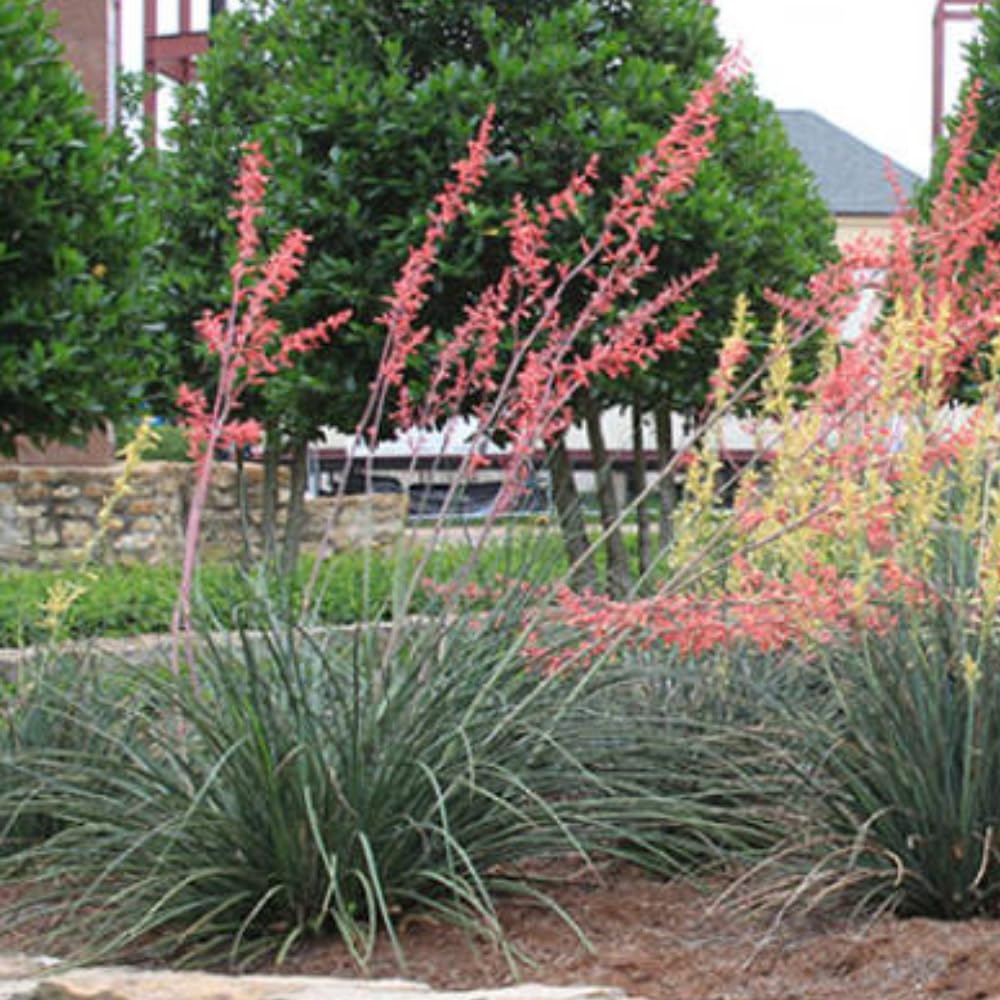 Red Yucca Plant, Hardy Yucca Live Plants in 4" Pot, 4-8 Inches Tall Plant for Growing Outdoor Garden