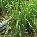 2 Lemon Grass Live Plants in 4" Pot, Lemongrass Plants for Outside Planting, Indoor Outdoor Herb, 5-10" Tall Starter Plant