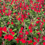 4 Fragrant Sage Salvia Live Plants, Planting in Spring Sage Plants Live, 5 to 10 Inches in Tall, Change Color (Red, Hot Lips Like)