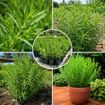 Set of 2 Mexican Tarragon Live Plants, Tarragon Plant Live, 4-6 Inches Tall, Culinary Herb Plants for Outdoor Planting