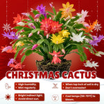 2 Random Christmas Cactus Live Plants, Easy Care Houseplant, 4-7'' Tall