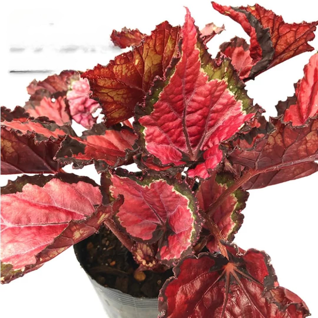 Exotic Red Begonia Plants Live, Rare Begonias Indoor Growing, Hanging Basket, Starter 5 to 9 Inc Tall