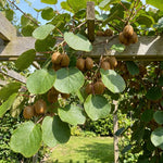 Kiwi Plants Live for Planting, Kiwi Plant Live 6-8 Inches Tall, Cold Hardy Edible Fruit Vines for Home Garden