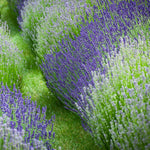 Pack 4 Lavender Plants Live, Lavandula Perennial Plants, 4-8" Height, Fragrant Perennial Flowers, No Pot (Mix Lavender)