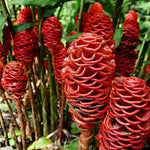 12 Zingiber Zerumbet Awapuhi Shampoo Ginger Roots, Red Pinecone Ginger Rhizomes for Outdoor Planting