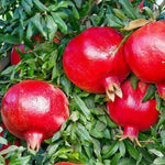 Wonderful Pomegranate Tree Live Plant, Hardy Pomegranate Fruit Tree for Outdoor Indoor Planting, Sweet Pomegranate Plant, Well-Rooted, 4 Inches Pot Plant, 7-10 Inches Tall