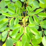 2 Pots Live Malunggay Plants, Moringa Oleifera Live Trees, 6-8" in Tall Drumstick Horseradish Trees Herb for Planting, 7 Months Old Tree